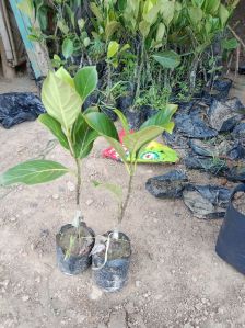 Jackfruit Plant