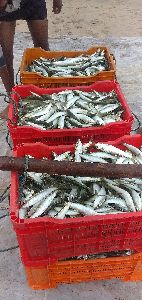 Mathi (sardines) fish