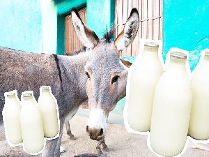 Donkey milkraju milks