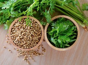 Coriander Seeds