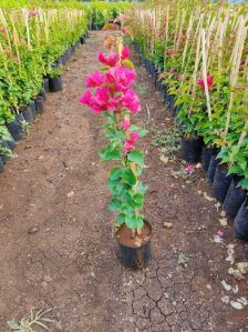 Bougainvillea Plant