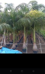 Royal Palm