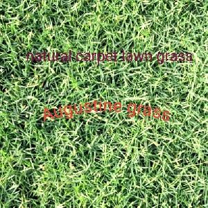 Natural Lawn Gras