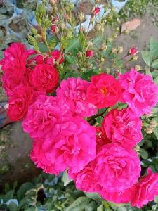 Pink Rose Plant