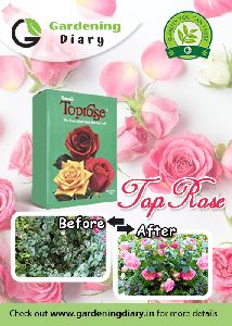 Top Rose