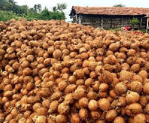 Coconut wholesale