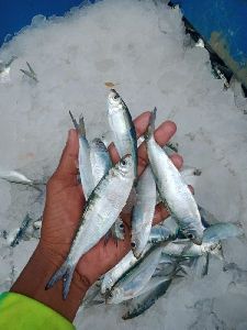 Sea Pedi Fish