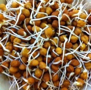 Channa Sprouts