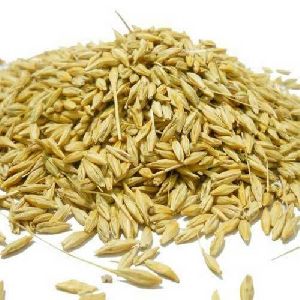 Barley Husk