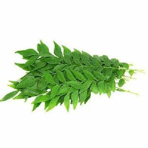 Organic fresh curry leaves