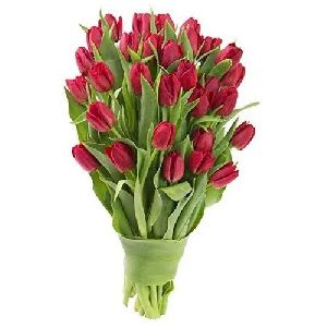 Fresh Tulip Flowers