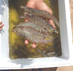 jhinga fish