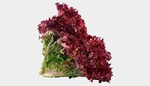 lollo rosso lettuce