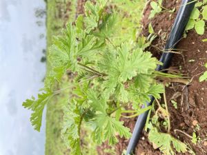 Geranium Plant