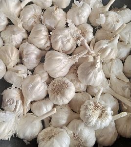 Fresh White Garlic