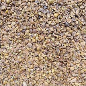 Sal Seeds