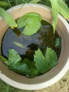 Lotus Plant