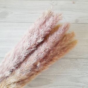 Pampas Grass Imported
