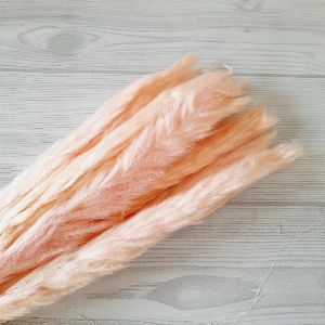 Pampas Grass Imported
