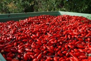 Rosehip Dried / Rosehip seeds