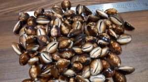 Black Raja Cowrie Shells