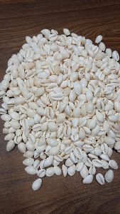 Milky White Cowrie Shells