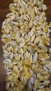 Yellow cowrie