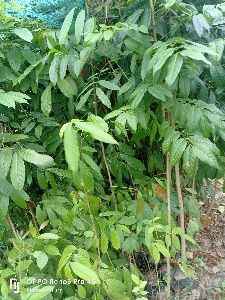 African Mahogany Plant (Oversized)