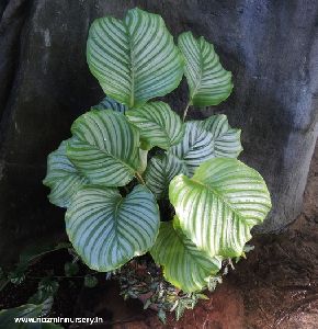 Calathea Orbifolia Plant