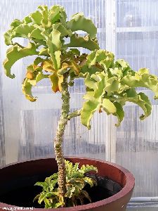 Kalanchoe Beharensis Plant