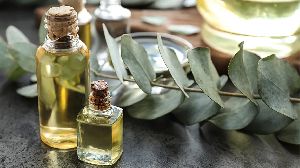 Eucalyptus Oil