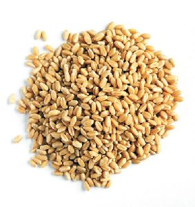 Wheat Grains