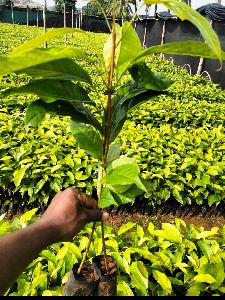 mahogany plants