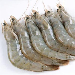 Vannamei Shrimp