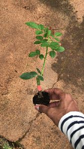 Rose Plants