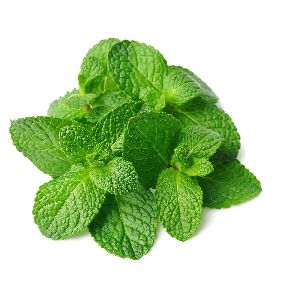 Fresh Mint Leaves