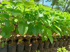 Kadamba Flower Plant