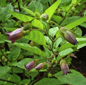 Belladonna Herb