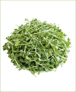 Brahmi Herb