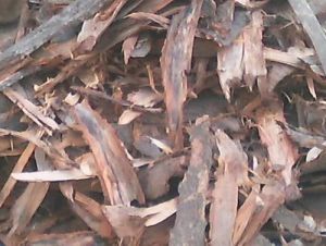 Mango Tree Bark