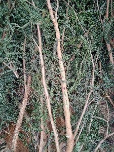 vanni tree sticks or shami tree