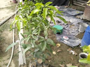 Dasahri Mango Plants