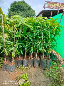 Keshar mango plants