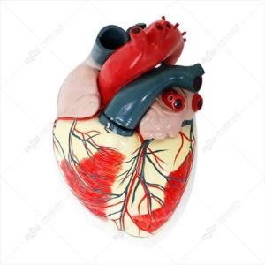 Human Heart Model