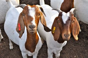 all breed organic goats