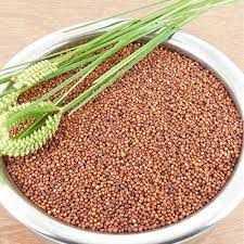 finger millet