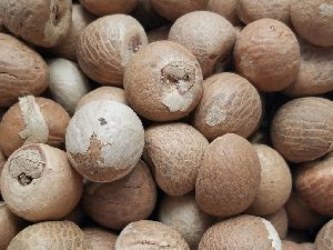 BETEL NUTS SEED