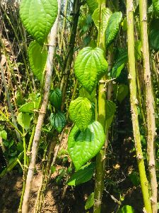 betel leaves