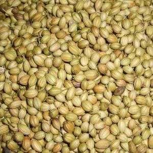 Coriander Seeds