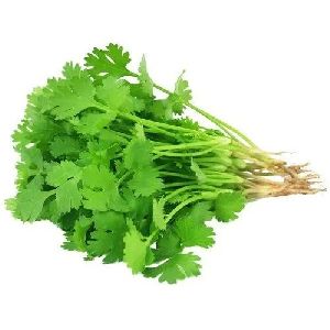 Fresh Coriander Leaves